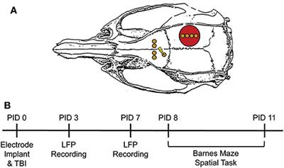 Recovery of Theta Frequency Oscillations in Rats Following Lateral Fluid Percussion Corresponds With a Mild Cognitive Phenotype